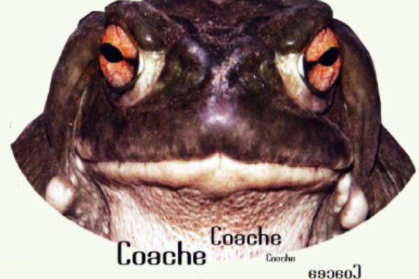 sapo coach