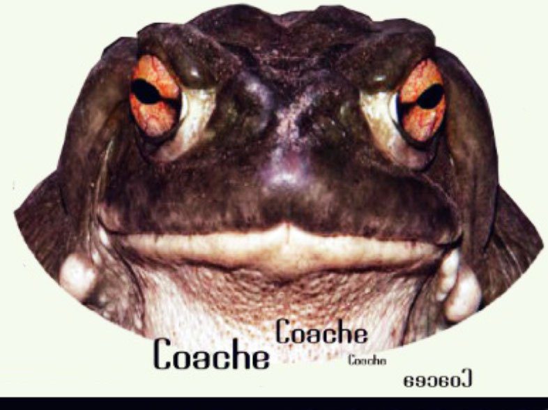 sapo coach